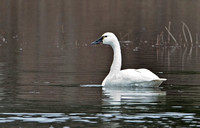 Tundra Swan, 4 March 2012, Columbia, Tolland Co.