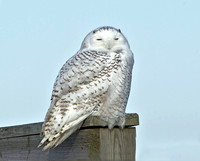 Snowy Owl, 25 December 2013, Stratford, Fairfield Co.