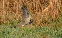 Common Cuckoo, 8 November 2020, Johnstown, RI