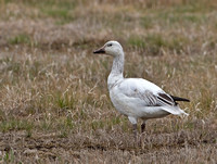 Snow Goose, 1 April 2012, Westport, Fairfield Co.