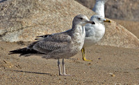 California Gull, 22 March 2016, Madison, New Haven Co.