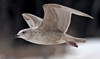 Slaty-backed Gull (?), 19 February 2013, Windsor, Hartford Co.