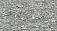 Short-billed Gull, 20 March 2016, Madison, New Haven Co.
