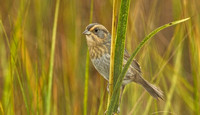 Nelson's Sparrow, 2 October 2015, Madison, New Haven Co.