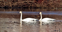 Trumpeter Swan, 18 February 2012, West Haven, New Haven Co.