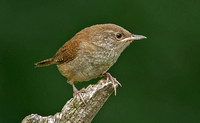 House Wren, 21 July 2018, Mansfield, Tolland Co.