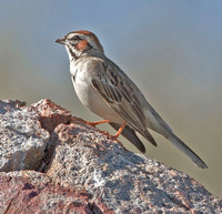 Lark Sparrow, 21 may 2012, Cuyamaca State Forest, CA