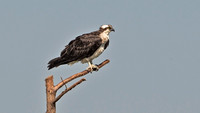 Osprey, 27 June 2014, Guilford, New Haven Co.