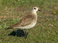 American Golden Plover, 19 April 2018, Madison, New Haven Co.