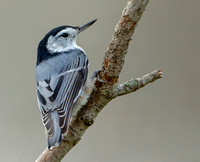 White-breasted Nuthatch, 15 September 2020, Mansfield, Tolland Co.