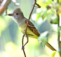 Great Crested Flycatcher, 21 June 2010, Madison, New Haven Co.