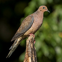 Mourning Dove, 17 September 2015, Mansfield, Tolland Co.