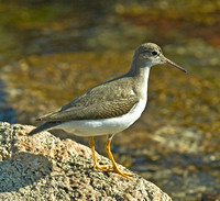 Spotted Sandpiper, 7 August 2010, Noank, New London Co.