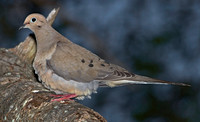 Mourning Dove, 1 June 2012, Madison, New Haven Co.