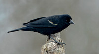 Red-winged Blackbird, 7 April 2024, Mansfield ,Tolland co,