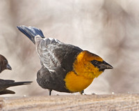 Yellow-headed Blackbird, 16 January 2012, Sterling, Windham Co.