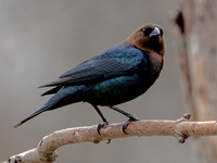 Brown-headed Cowbird, 12 April 2024, Mansfield, Tolland co