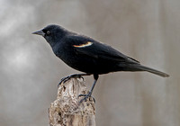 Red-winged Blackbird, 12 April 2024, Mansfield, Tolland Co,