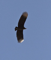Black Vulture, 11 December 2012, Willimantic, Windham Co.