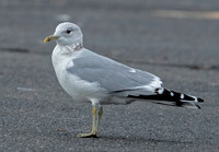 Common Gull, 22 January 2023, North Windham, Windham Co.