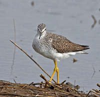 Greater Yellowlegs, 15 October 2011, Madison, New Haven Co.
