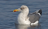 Lesser Black-backed Gull, 8 January 2013, Ninigret Park, RI