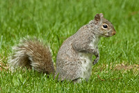 Eastern Gray Squirrel, Red Squirrel