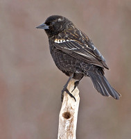 Red-winged Blackbird,  March / April  2013, Mansfield, Tolland Co.