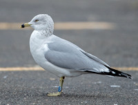 Ring-billed Gull (banded), 22 January 2023, North Windham, Windham Co.