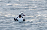 Oldsquaw (Long-tailed Duck), 4 December 2021, Provincetown