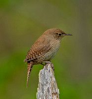 House Wren, 16 May 2021, Mansfield, Tolland Co.