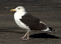 Great Black-backed Gull, 6 December 2012, Madison, New Haven Co.