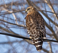 Red-shouldered Hawk, 2 February 2013, Hadlyme, New London Co.