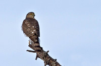 Accipiter SP., 1 January 2013, Mansfield, Tolland Co.