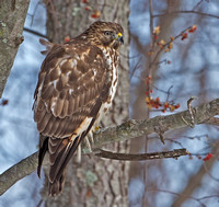 Red-shouldered Hawk, 1 January 2013, Mansfield, Tolland Co.
