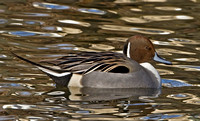 Northern Pintail, 4 January 2012, Stratford, Fairfield Co.