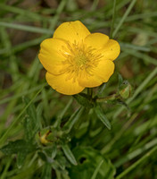Buttercup, 30 May 2020, Mansfield, Tolland co.
