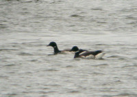 Black Brant, Stratford, Fairfield Co., CT, a first state record for this subspecies