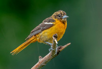 Baltimore Oriole, 2 July 2022, Mansfield, Tolland Co.