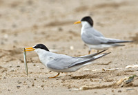 Least Terns, 11 June 2010, Sandy Point, West Haven, New Haven Co.