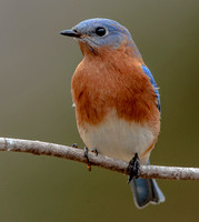 Eastern Bluebird, 19 January 2023, Mansfield, Tolland Co.