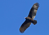 Turkey Vultures in Flight, 11 December 2012, Willimantic, Windham Co.