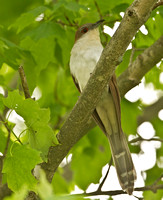Black-billed Cuckoo, 22 May 2013, Mansfield, Tolland Co.