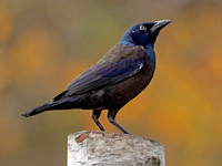 Common Grackle molting in a new tail, 23 October 2021, Mansfield, Tolland Co