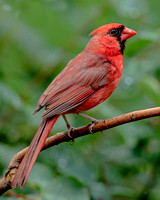 Northern Cardinal, 2 July 2022, Mansfield, Tolland Co.