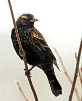 Red-wings Blackbird, 16 February 2022, Mansfield, Tolland Co.