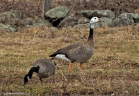 Hybrid Goose ,? X Canada, 4 April 2015, Wallingford, New Haven Co.