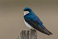 Tree Swallow, 19 May 2016, Madison, New Haven Co.