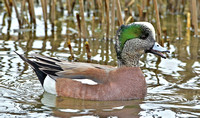 American Wigeon, 19 March 2014, Stratford, Fairfield Co.