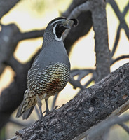 California Quail, 21 May 2012, Cuyamaca State Forest, CA